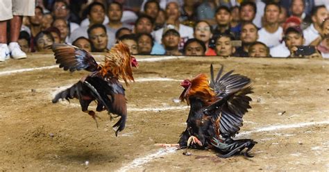 cockfighting derby in the philippines|Iba pa.